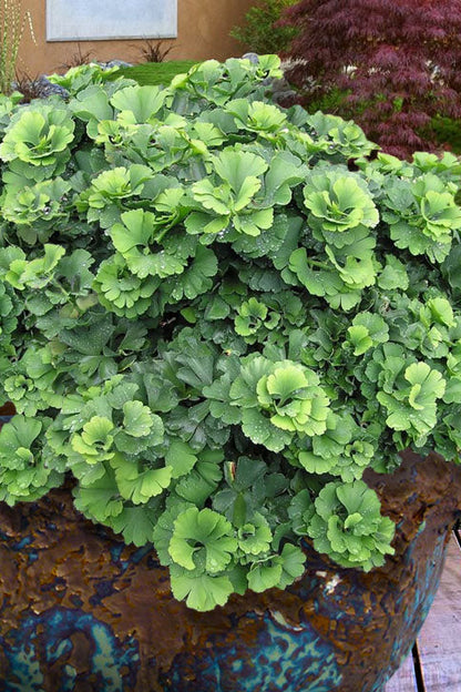 Troll Rare Dwarf Ginkgo, Deciduous Conifer Shrub, Collector Tree - Live Plant