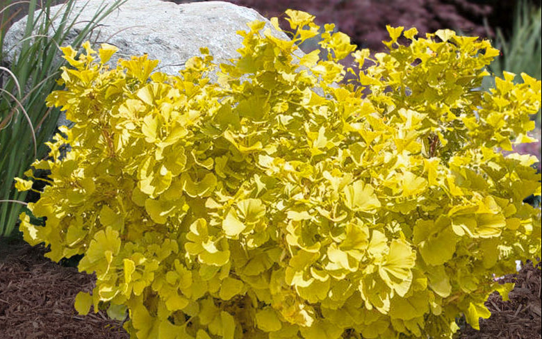 Troll Rare Dwarf Ginkgo, Deciduous Conifer Shrub, Collector Tree - Live Plant