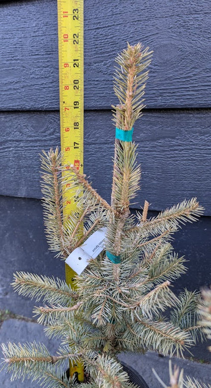 Irish Cream Rare Blue Spruce, Dwarf Collector Conifer Tree - Live Plant