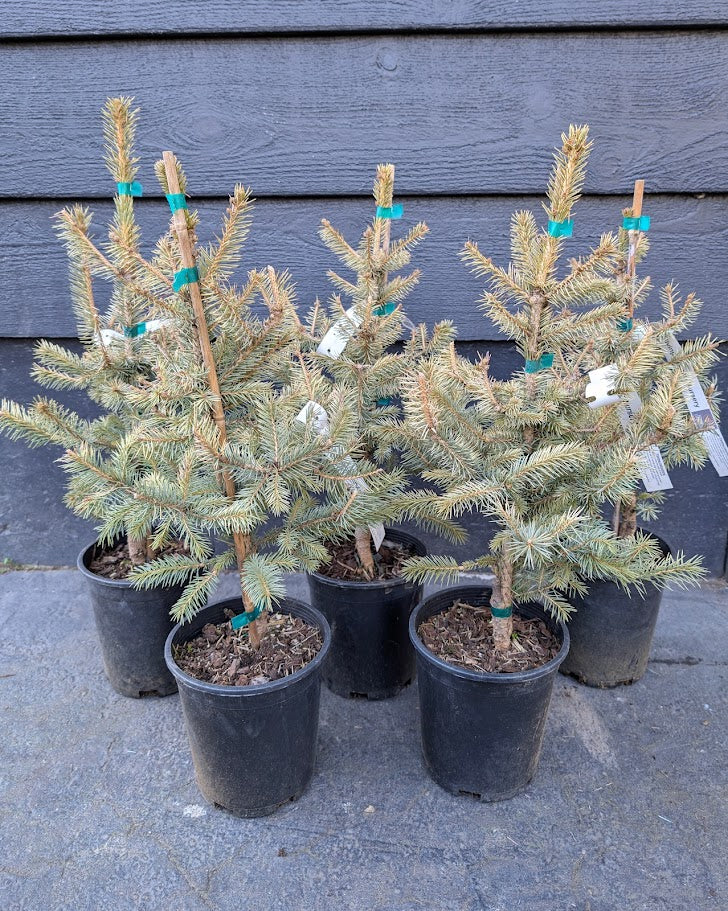 Irish Cream Rare Blue Spruce, Dwarf Collector Conifer Tree - Live Plant