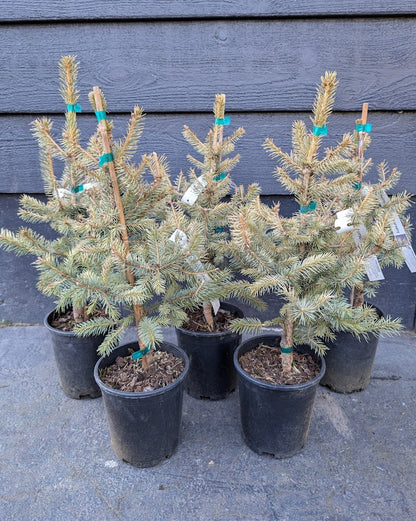 Irish Cream Rare Blue Spruce, Dwarf Collector Conifer Tree - Live Plant