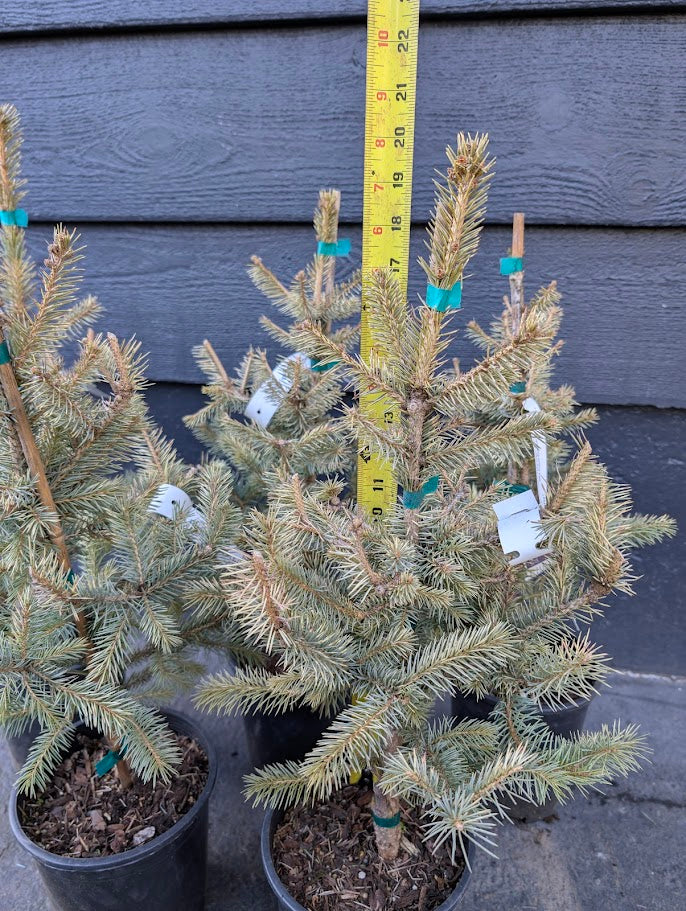Irish Cream Rare Blue Spruce, Dwarf Collector Conifer Tree - Live Plant