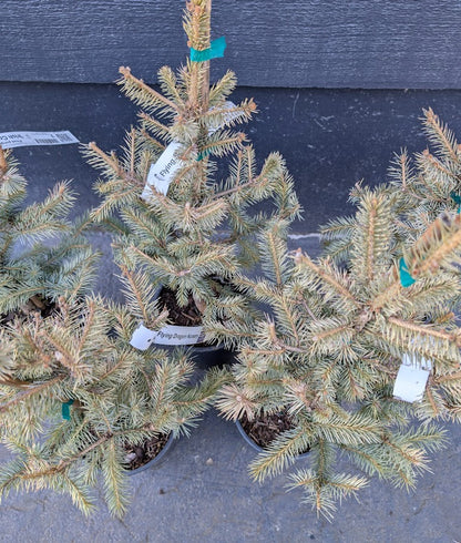 Irish Cream Rare Blue Spruce, Dwarf Collector Conifer Tree - Live Plant