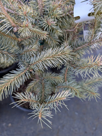 Irish Cream Rare Blue Spruce, Dwarf Collector Conifer Tree - Live Plant