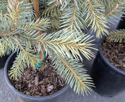 Irish Cream Rare Blue Spruce, Dwarf Collector Conifer Tree - Live Plant