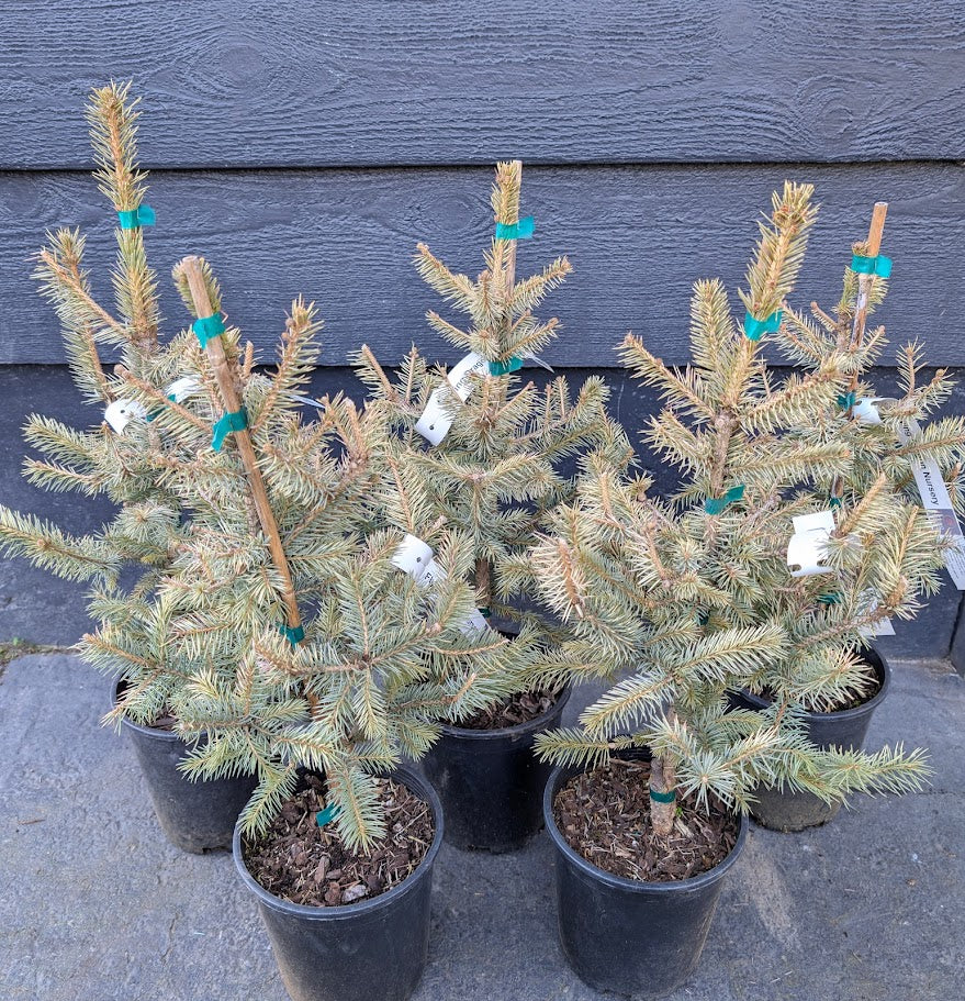 Irish Cream Rare Blue Spruce, Dwarf Collector Conifer Tree - Live Plant