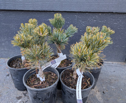 Jeddeloh Rare Dwarf Stone Pine, Pinus Pumila Conifer Tree - Live Plant