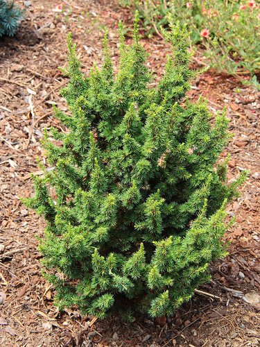 Kenwith Dwarf Cyprus Cedar, Cedrus Brevifolia Rare Miniature Conifer - Live Plant