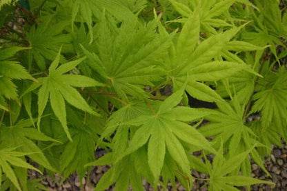 Kihachijo Japanese Maple, Green Upright Acer Palmatum, Fiery Fall Color - Live Plant
