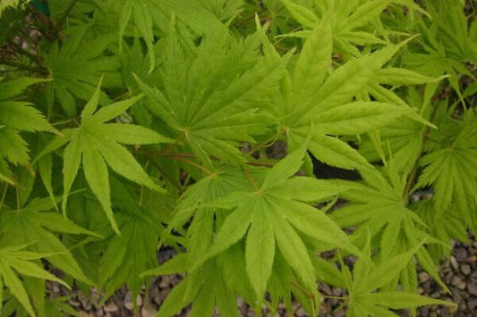 Kihachijo Japanese Maple, Green Upright Acer Palmatum, Fiery Fall Color - Live Plant