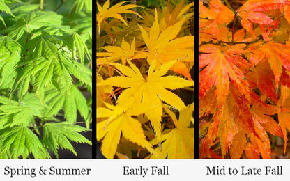 Kihachijo Japanese Maple, Green Upright Acer Palmatum, Fiery Fall Color - Live Plant