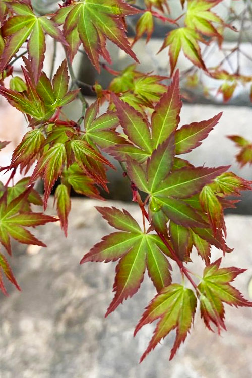 Kiyohime Dwarf Small Leaf Japanese Maple, Bonsai Starter Tree - Live Plant