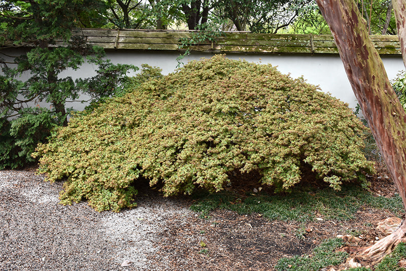 Kiyohime Dwarf Small Leaf Japanese Maple, Bonsai Starter Tree - Live Plant