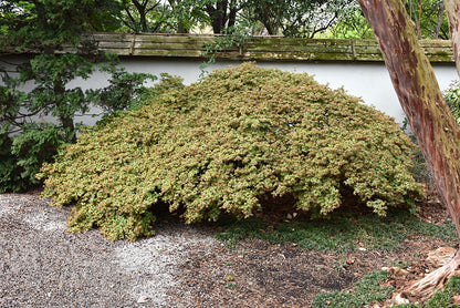 Kiyohime Dwarf Small Leaf Japanese Maple, Bonsai Starter Tree - Live Plant