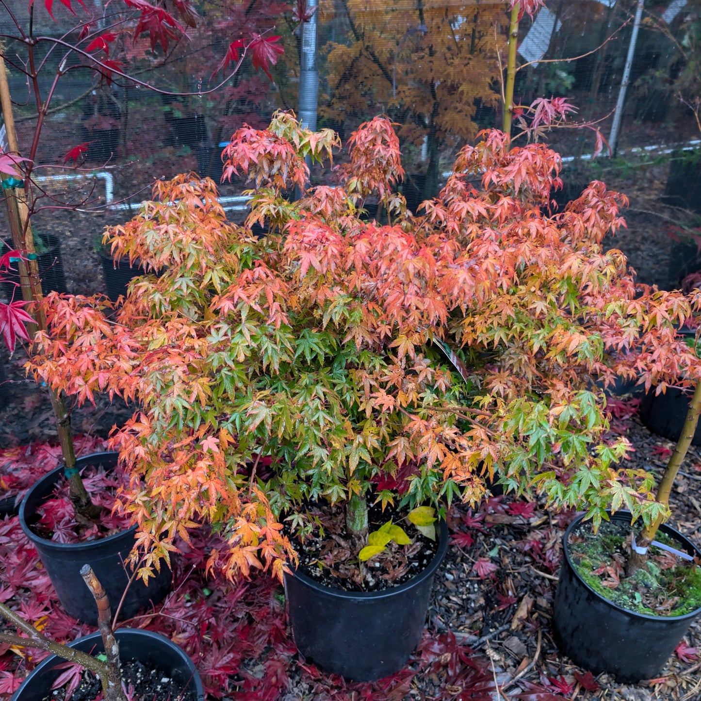 Kiyohime Dwarf Small Leaf Japanese Maple, Bonsai Starter Tree - Live Plant
