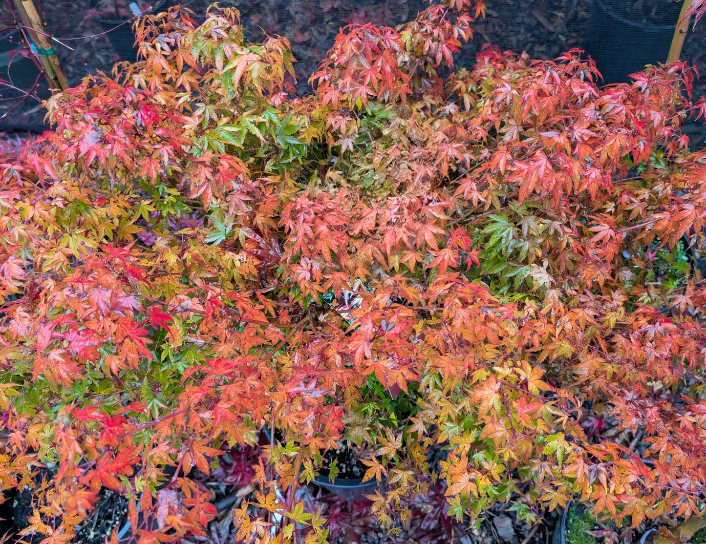 Kiyohime Dwarf Small Leaf Japanese Maple, Bonsai Starter Tree - Live Plant