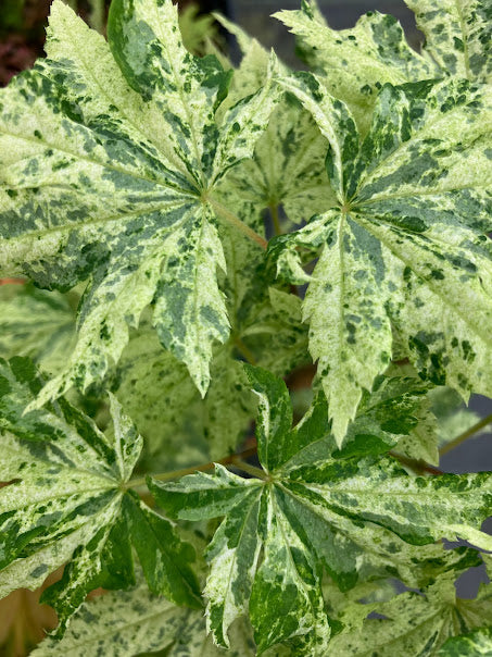 Kumoi Nishiki Rare Variegated Japanese Maple, Acer Sieboldianum Full Moon - Live Plant