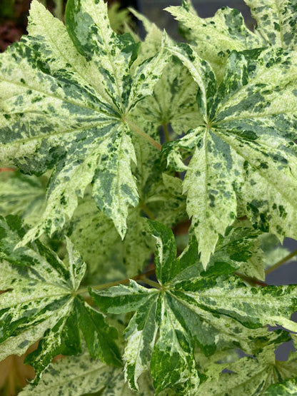 Kumoi Nishiki Rare Variegated Japanese Maple, Acer Sieboldianum Full Moon - Live Plant