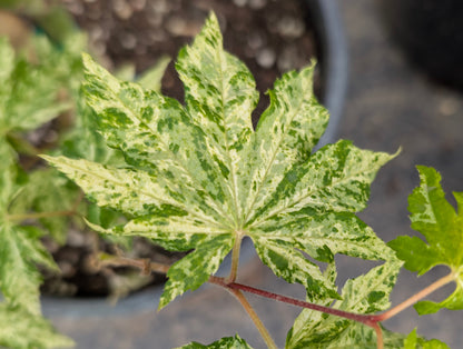 Kumoi Nishiki Rare Variegated Japanese Maple, Acer Sieboldianum Full Moon - Live Plant