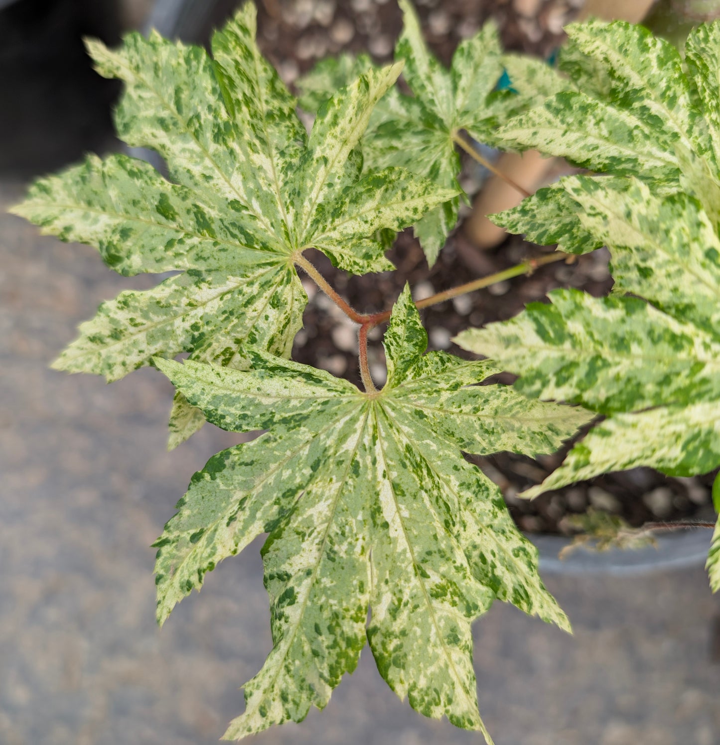 Kumoi Nishiki Rare Variegated Japanese Maple, Acer Sieboldianum Full Moon - Live Plant