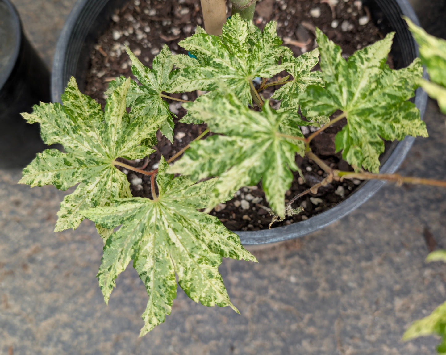 Kumoi Nishiki Rare Variegated Japanese Maple, Acer Sieboldianum Full Moon - Live Plant