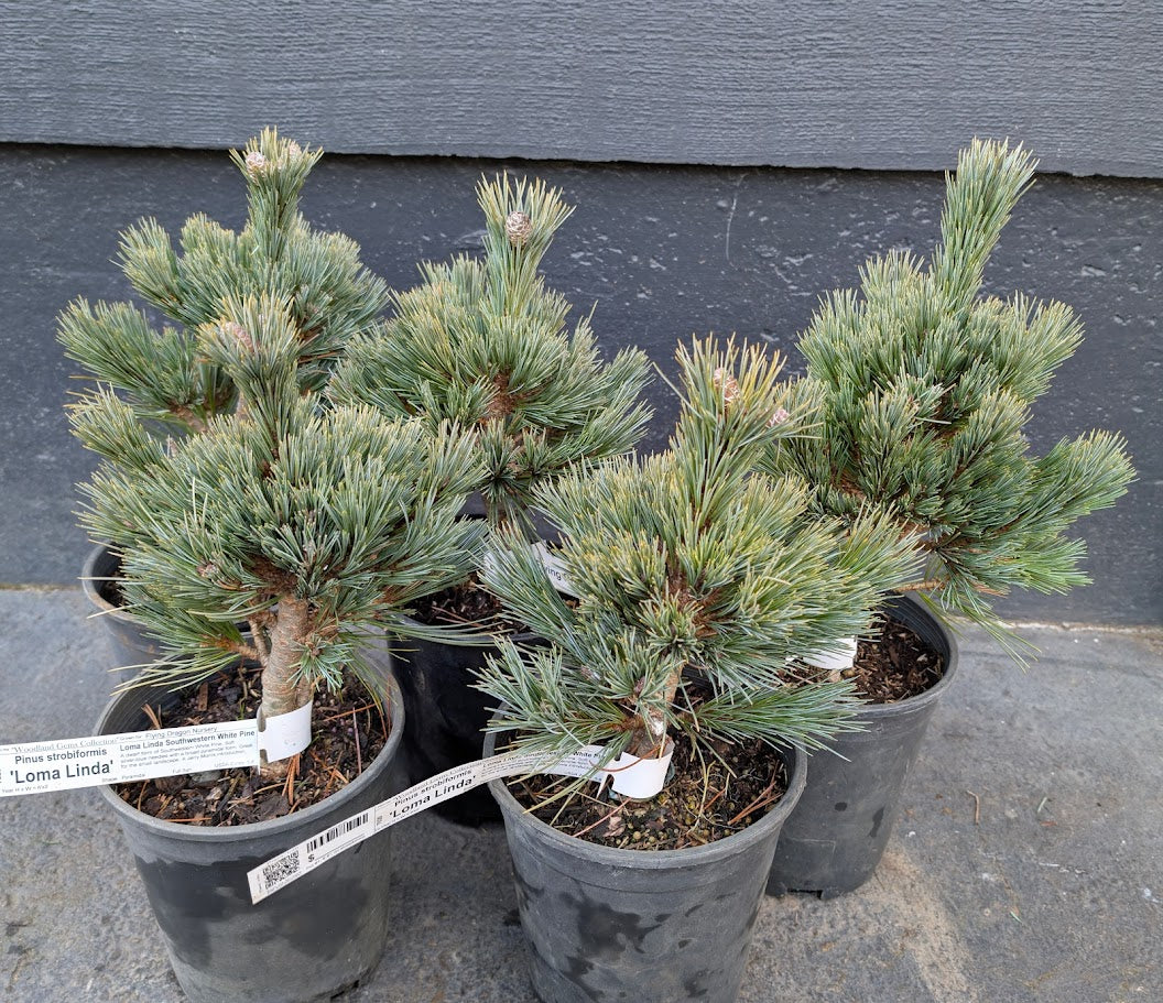 Loma Linda Dwarf Southwestern White Pine Conifer - Live Plant