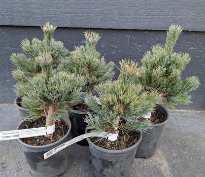 Loma Linda Dwarf Southwestern White Pine Conifer - Live Plant