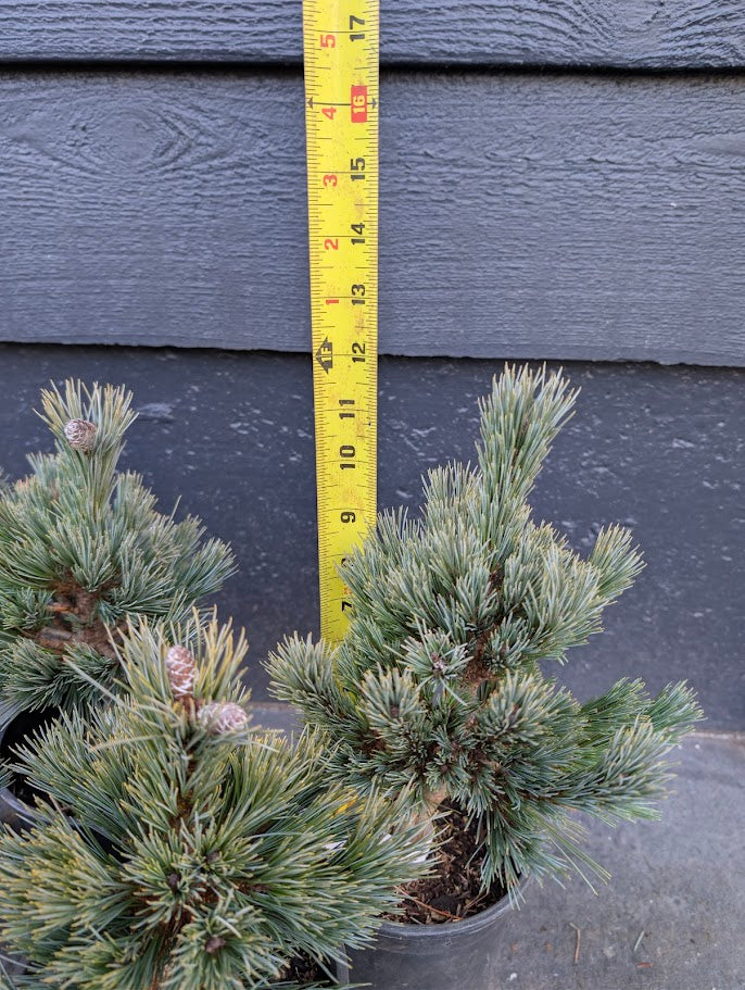 Loma Linda Dwarf Southwestern White Pine Conifer - Live Plant