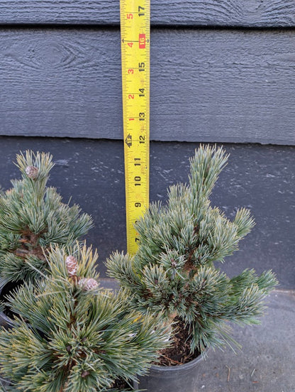 Loma Linda Dwarf Southwestern White Pine Conifer - Live Plant