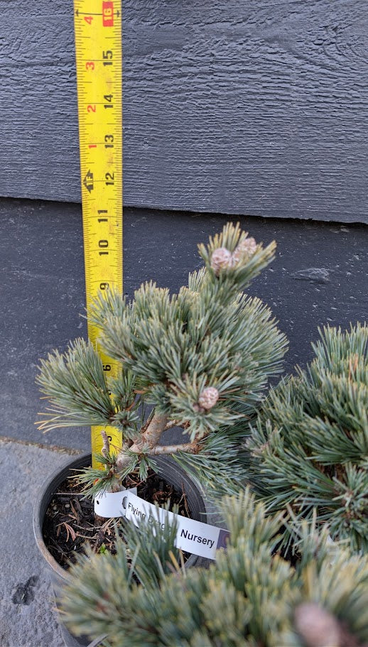 Loma Linda Dwarf Southwestern White Pine Conifer - Live Plant