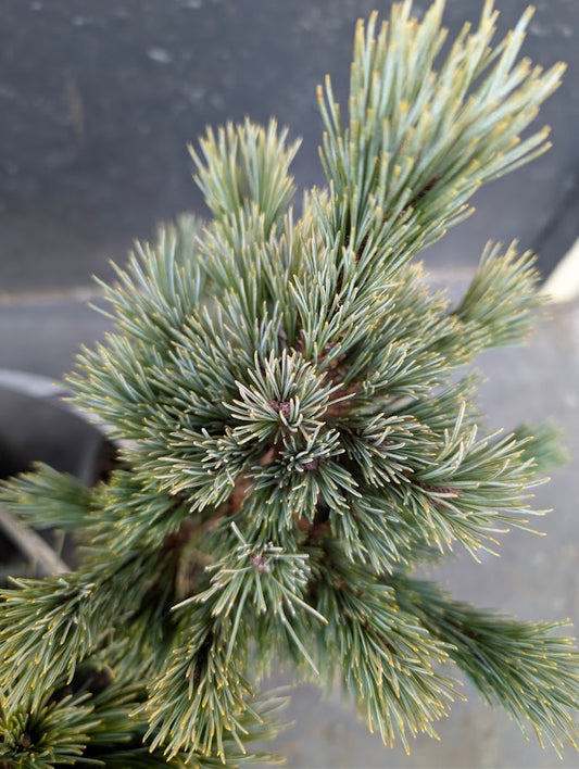 Loma Linda Dwarf Southwestern White Pine Conifer - Live Plant