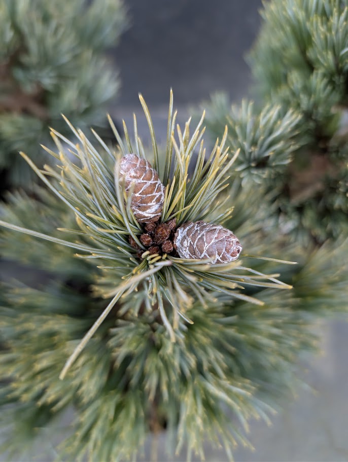 Loma Linda Dwarf Southwestern White Pine Conifer - Live Plant