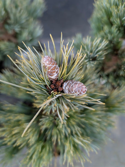 Loma Linda Dwarf Southwestern White Pine Conifer - Live Plant