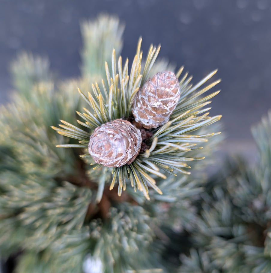 Loma Linda Dwarf Southwestern White Pine Conifer - Live Plant