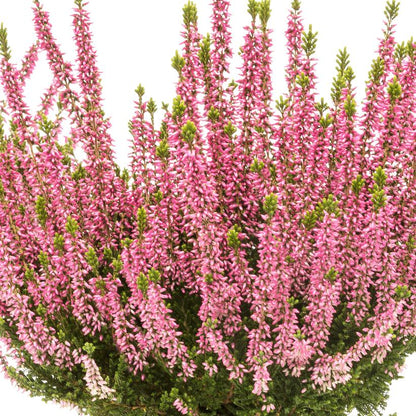 Melina Lights Pink Heather, Calluna Vulgaris Dwarf Flowering Shrub - Live Plant