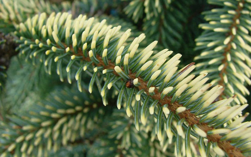 Aureovariegata Variegated Golden Black Hills Spruce Conifer Tree - Live Plant