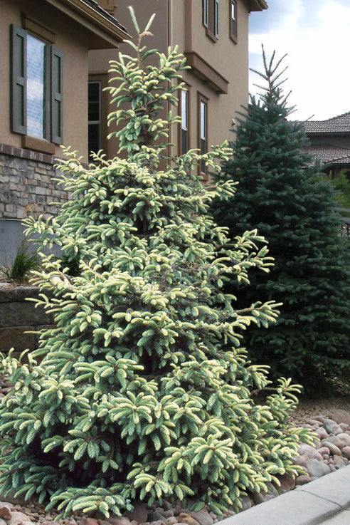 Aureovariegata Variegated Golden Black Hills Spruce Conifer Tree - Live Plant