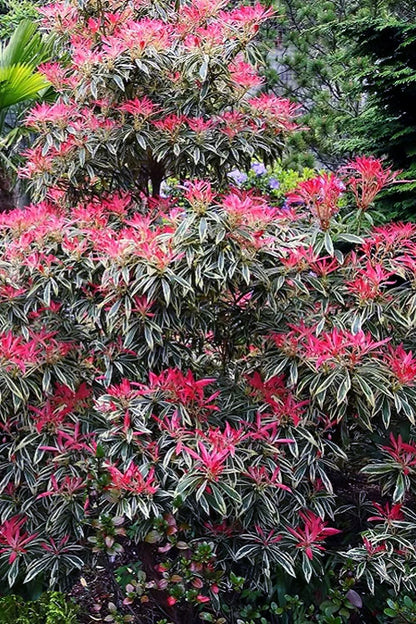 Flaming Silver Variegated Lily Of The Valley, Flowering Evergreen Shrub - Live Plant
