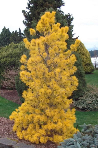 Chief Joseph Golden Winter Lodgepole Pine, Rare Pinus Contorta Conifer - Live Plant