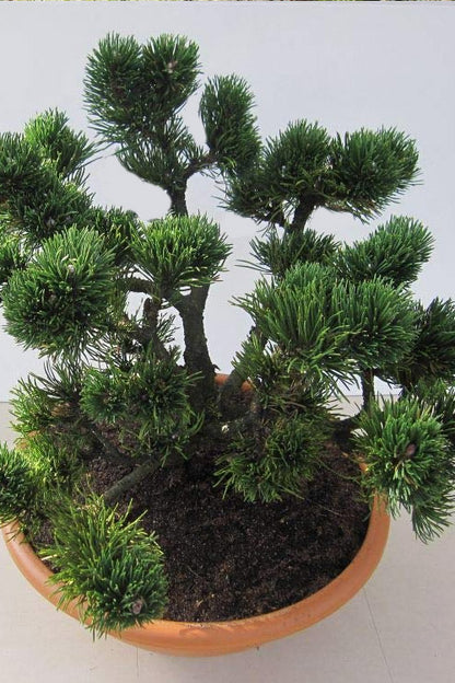Jakobsen Dwarf Mugo Pine, Pre-Bonsai Starter Tree, Cold Hardy - Live Plant