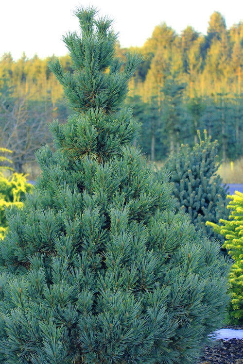 Loma Linda Dwarf Southwestern White Pine Conifer - Live Plant