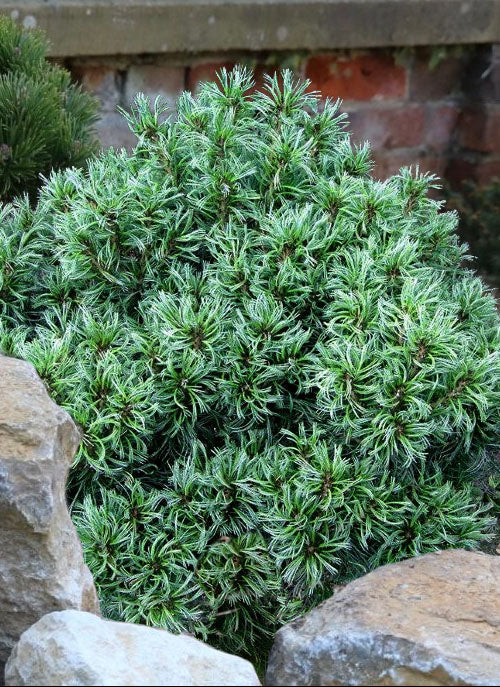 Tiny Kurls Dwarf Eastern White Pine, Unique Twisted Blue-Green Needles - Live Plant