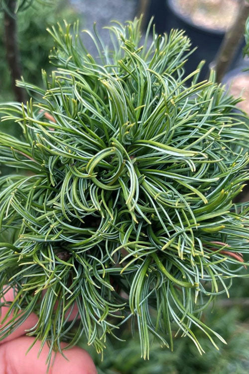 Tiny Kurls Dwarf Eastern White Pine, Unique Twisted Blue-Green Needles - Live Plant