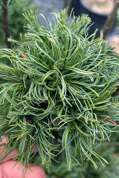 Tiny Kurls Dwarf Eastern White Pine, Unique Twisted Blue-Green Needles - Live Plant