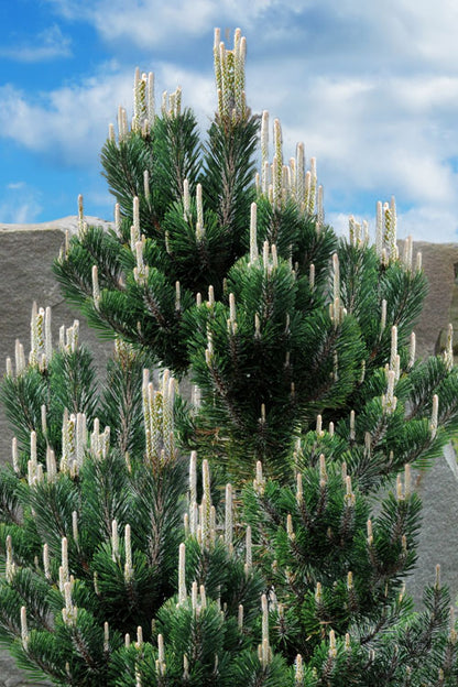 Kotobuki Dwarf Japanese Black Pine, Bonsai Starter Conifer Tree - Live Plant