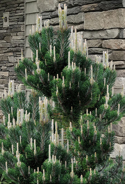 Kotobuki Dwarf Japanese Black Pine, Bonsai Starter Conifer Tree - Live Plant