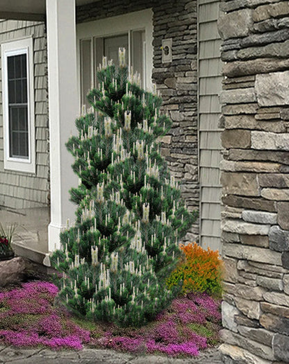 Kotobuki Dwarf Japanese Black Pine, Bonsai Starter Conifer Tree - Live Plant