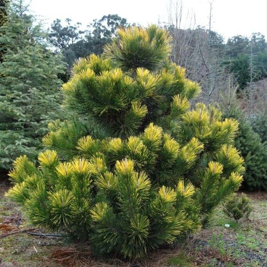 Ogon Golden Japanese Black Pine, Rare Conifer, Bonsai Starter Tree - Live Plant