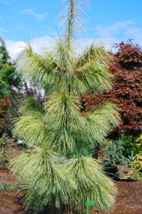 Zebrina Rare Variegated Himalayan Pine Collector Conifer - Live Plant