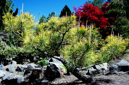 Ogon Golden Japanese Black Pine, Rare Conifer, Bonsai Starter Tree - Live Plant